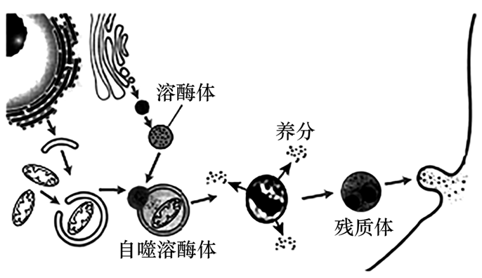 下圖為真核細胞的部分結構示意圖,請根據圖分析回答下列問題.