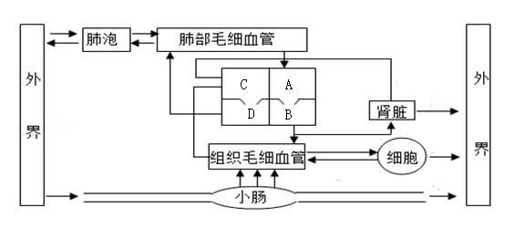 【推薦3】如圖為人體呼吸系統,消化系統,循環系統和泌尿系統的生理