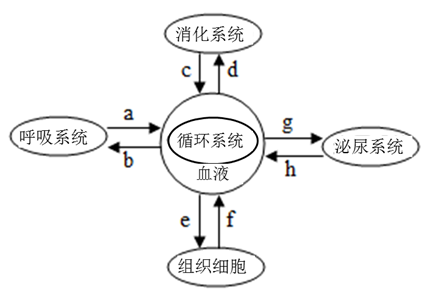 下圖為人體血液循環部分示意圖,請思考作答:(( )內填字母或序號