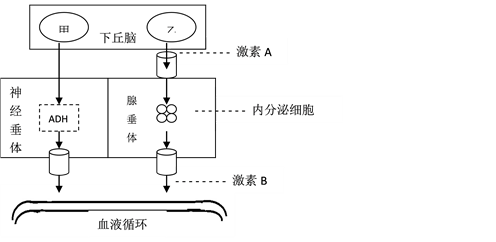 穩態與環境 動物和人體生命活動的調節 通過體液的調節 水鹽平衡調節