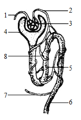 肾脏是人体的重要器官,它的基本功能是形成尿液.