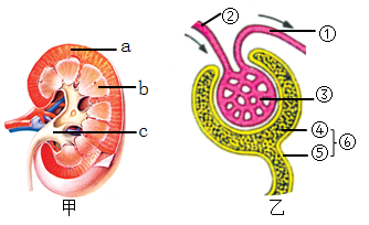 下表为某健康人入球小动脉的血浆,肾小囊中的原尿和肾小管末端的尿液