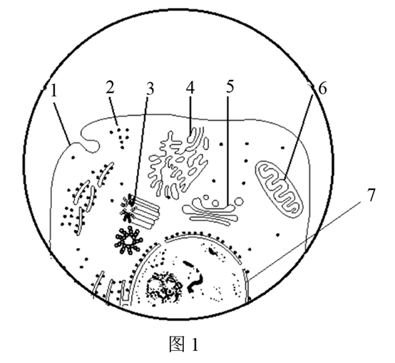 下圖為動,植物細胞亞顯微結構示意圖,據圖回答下面的問題.