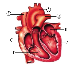 鸡心脏的结构简图图片