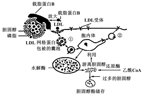 溶酶体结构示意图图片