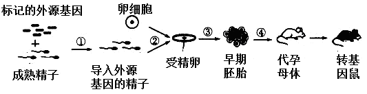 高中生物综合库 现代生物科技专题 胚胎工程