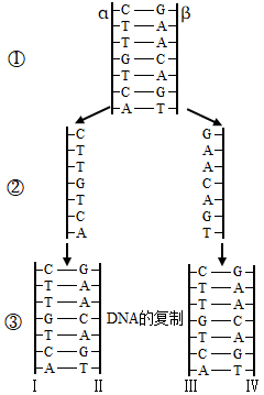 以下左图为某dna分子片段结构模式图,右图是dna复制图解,请回答下列