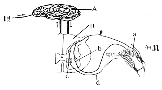 动物和人体生命活动的调节 通过神经系统的调节 反射与反射弧【推荐2