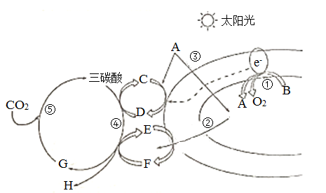 分子與細胞 細胞的代謝 光合作用 捕獲光能的色素與結構 葉綠體中色素