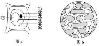 什么叫做质壁分离 image023.jpg