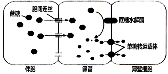 筛管及伴胞的示意图图片