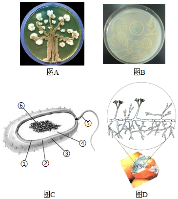 结构(1)细菌,真菌的菌落拥有不一样的特点,所以可以绘制出不同的画