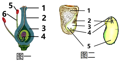 玉米种子的内部结构图片