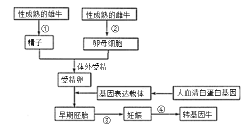 高中生物综合库 现代生物科技专题 胚胎工程 体外受精和早期胚胎的
