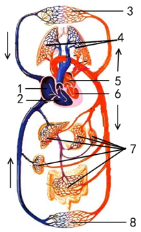 【推薦2】如圖為人體血液循環模式圖,請據圖回答.