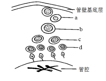 睾丸生精小管手绘图图片