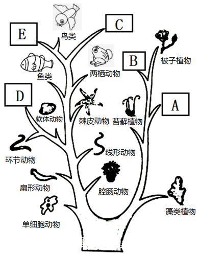 如图为脊椎动物进化树,据图回答问题