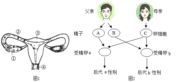 繁殖构成设计图片