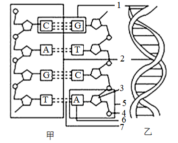 dna分子结构模式图手工图片