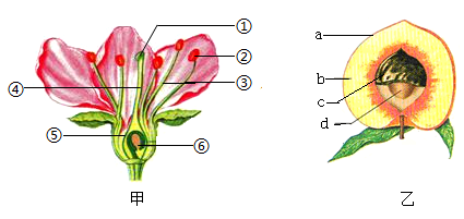 植物根茎叶花果结构图图片