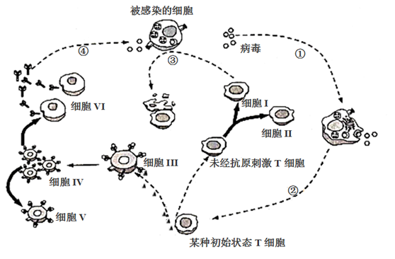 血糖调节【推荐2】下图表示人体细胞受到病毒攻击后发生的免疫过程