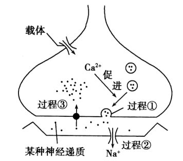 當神經衝動傳到突觸小體時,ca2 由膜外進入膜內,促進突觸小泡與突觸前