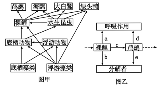 下图甲是青海湖生态系统部分食物网示意图,图乙是裸鲤和鸬鹚两个营养