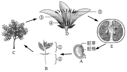 桃树花芽分化示意图图片