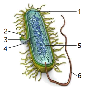 (1)細菌是單細胞生物,其基本結構包括[]__,細胞膜,細胞質,[]__.