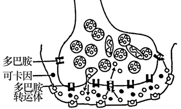 如图所示为某神经元末梢释放递质——去甲肾上腺素(ne)的作用途径.
