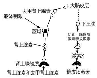 瘦素是一种蛋白质类激素,可通过调节人的食欲减轻体重.