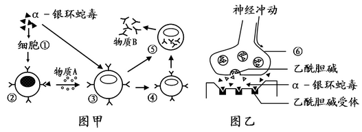 動物和人體生命活動的調節 通過神經系統的調節【推薦2】乙酰膽鹼在