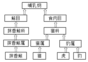 如图是部分哺乳动物分类图示请据图回答问题