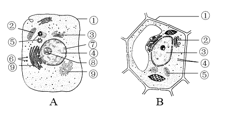 细胞膜结构图手绘图片