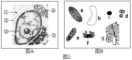 什么是动物细胞融合 image009.png