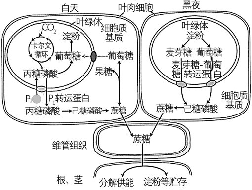 下图是该植物光合作用和呼吸作用示意图.