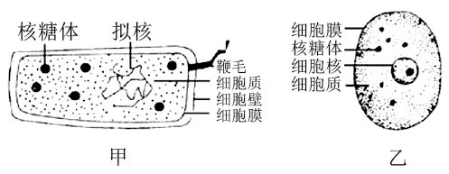 高中生物综合库 分子与细胞 细胞的结构和功能 从生物圈到细胞 生物的