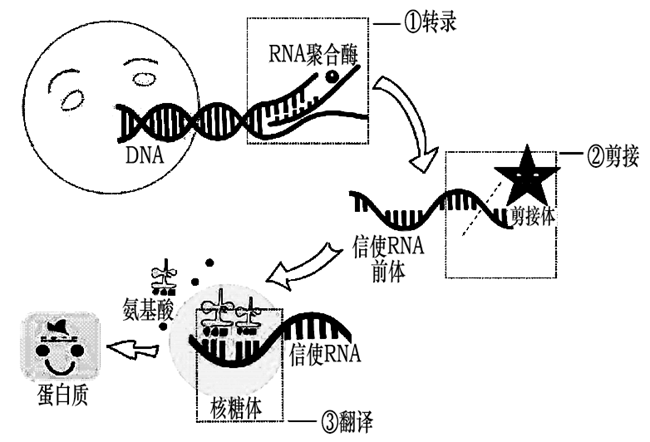 剪接現象的發現是對傳統中心法則的重要補充,剪接體的形成與基因無關c