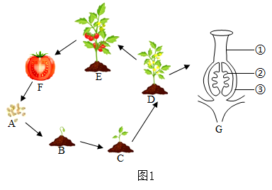 以下是大豆的有关结构示意图,据图回答问题