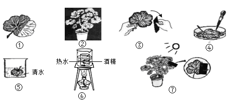 银边天竺葵实验过程图片