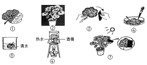 下图为利用银边天竺葵进行光合作用实验的过程简图,①~⑦表示主要的