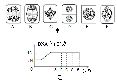 下圖是洋蔥(2n=16)根尖細胞有絲分裂的圖像.請回答