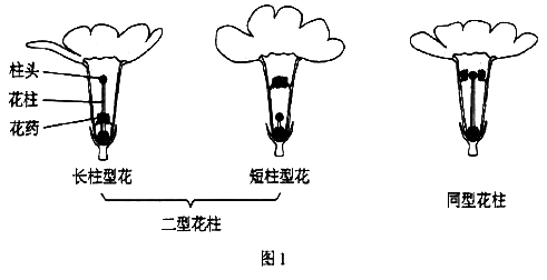 植物的相对性状图片