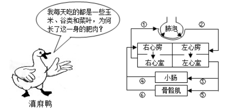 初中生物綜合庫 生物圈中的人 人體的營養 消化和吸收【推薦1】據統計