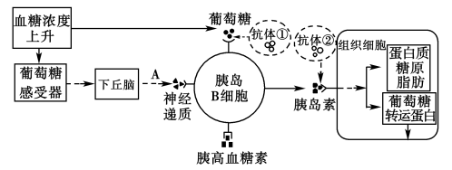 血糖调节机制示意图图片