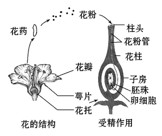 如下圖是某種被子植物花的結構和受精作用示意圖,據圖回答問題