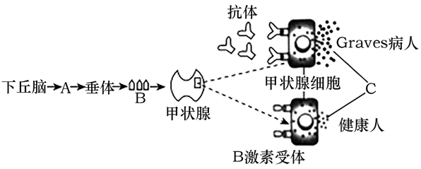 毒性弥漫性甲状腺肿(graves病),其确切致病机制尚不明确,患者血清中
