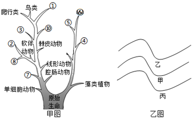 【推薦3】甲圖是生物進化樹,乙圖是表示不同的地層,請據圖回答