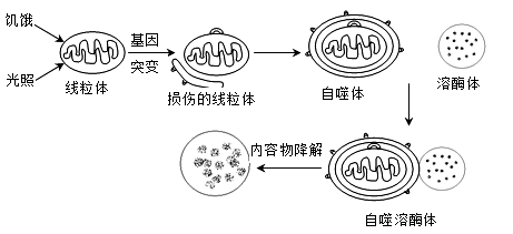 线粒体有氧呼吸图片