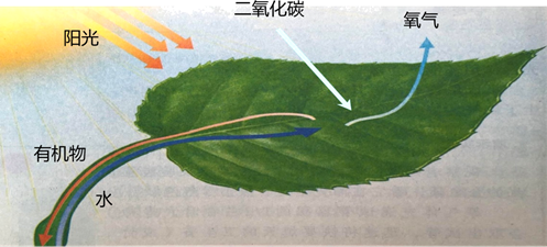 線粒體 b.細胞核 c.液泡 d.葉綠體(3)圖中有